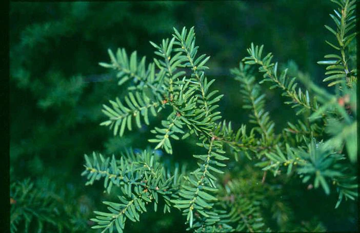 Taxus canadensis image