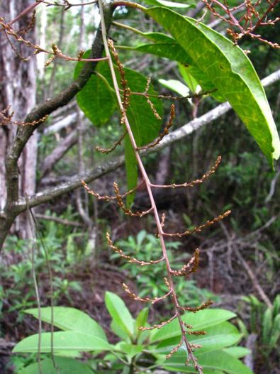 Charpentiera ovata image