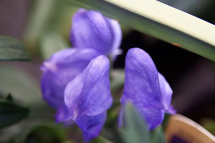 Aconitum fischeri image