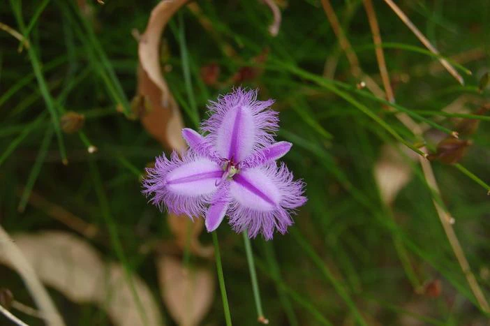 Thysanotus multiflorus image