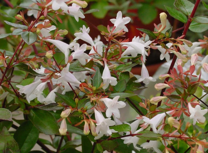 Abelia ×grandiflora image