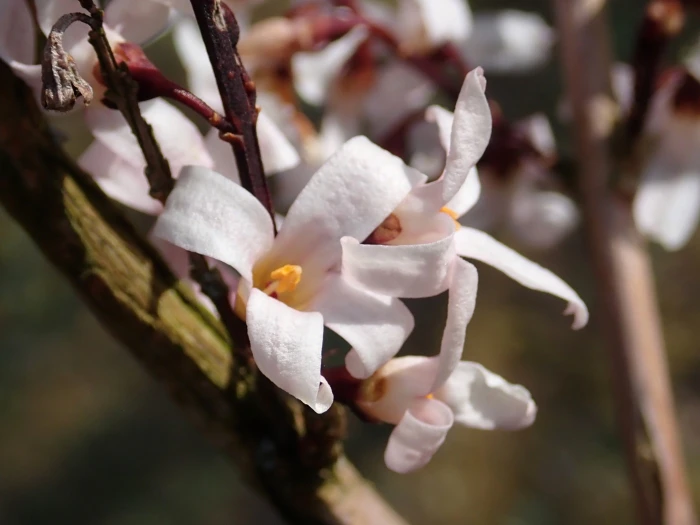 Abeliophyllum distichum image