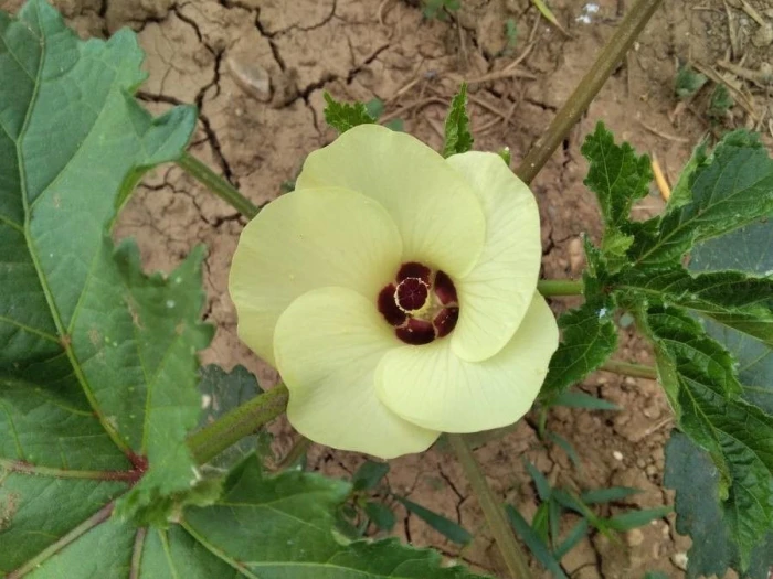 Abelmoschus esculentus image