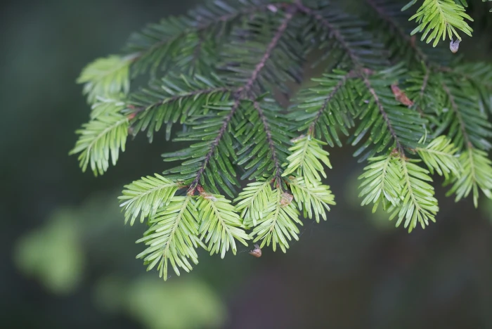 Abies alba image