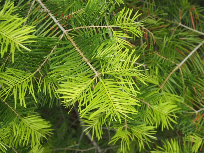 Abies concolor image