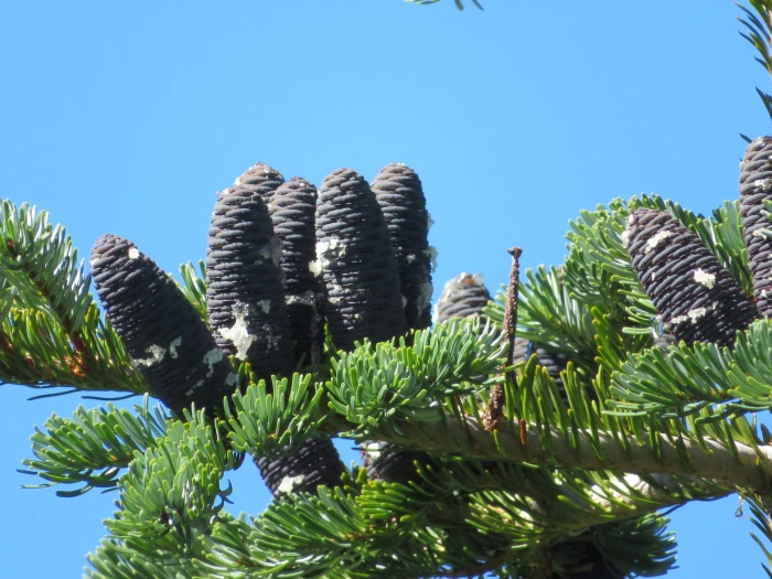 Abies mariesii image