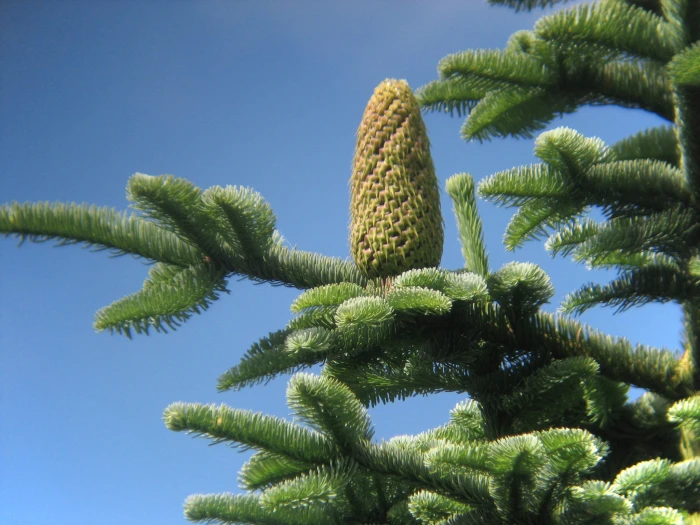 Abies procera image