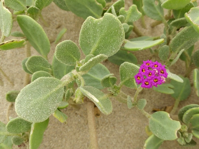 Abronia maritima image