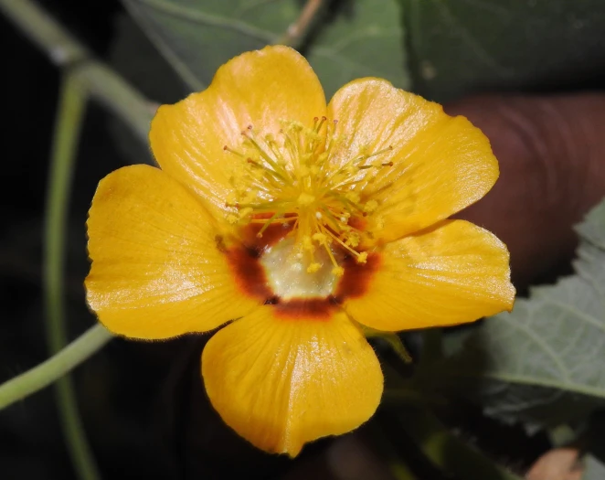 Abutilon hirtum image