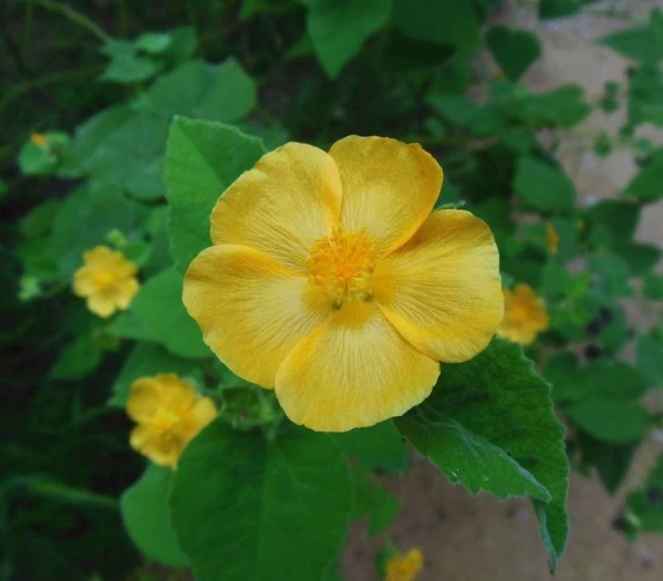 Abutilon hypoleucum image