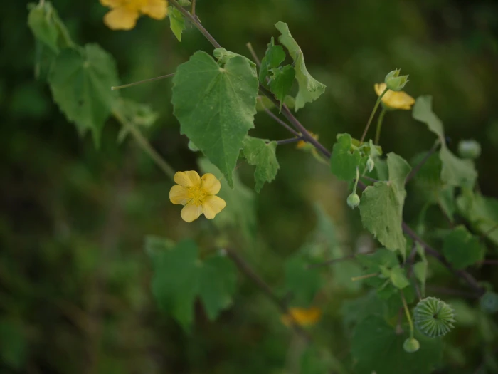 Abutilon indicum image