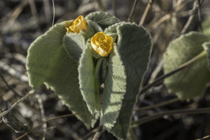 Abutilon malacum image