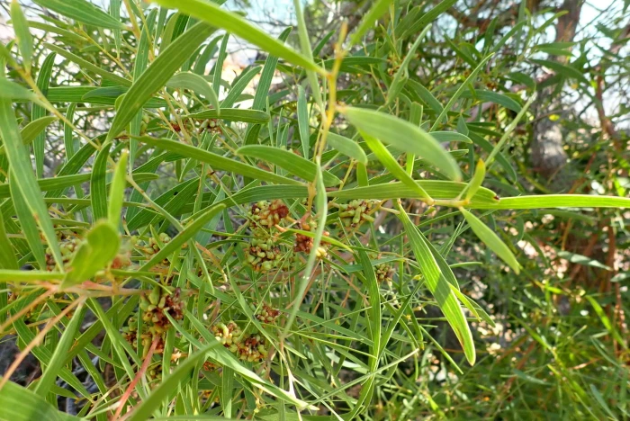 Acacia cyclops image