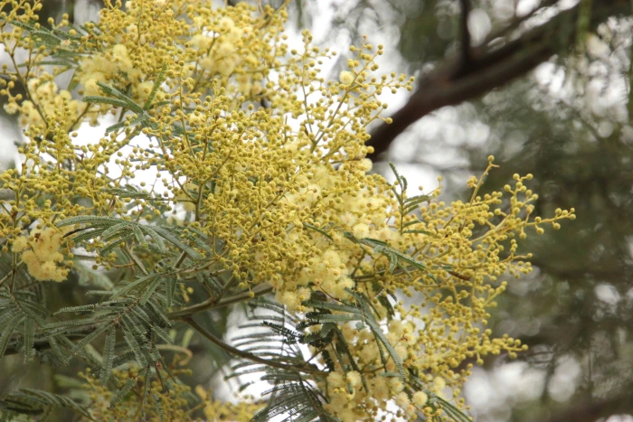 Acacia dealbata image