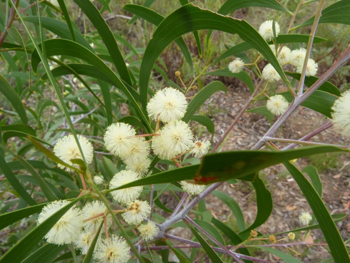 Acacia implexa image