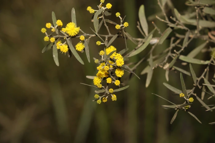 Acacia ixiophylla image