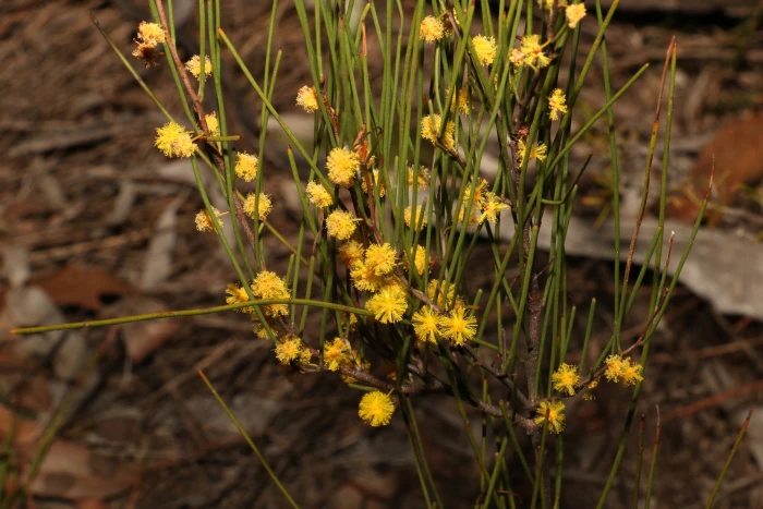 Acacia juncifolia image