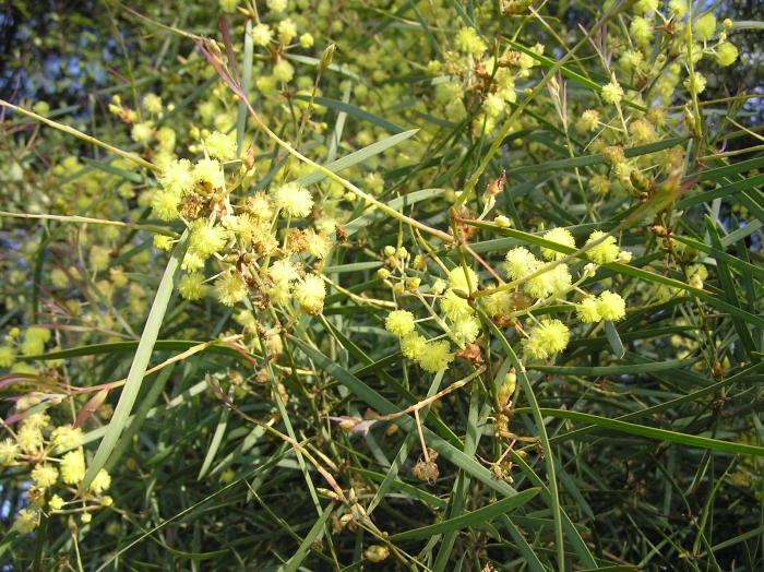 Acacia linearifolia image