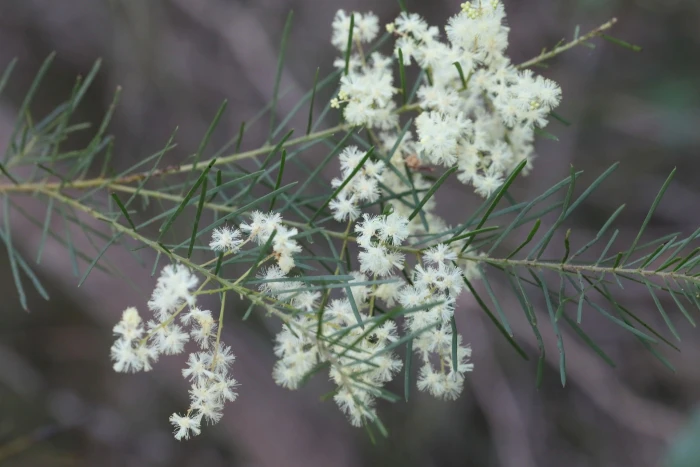 Acacia linifolia image