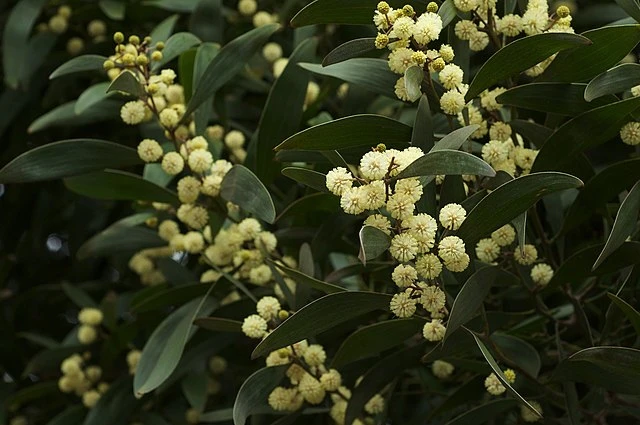 Acacia melanoxylon image