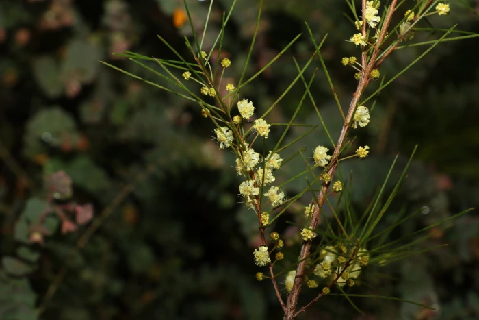 Acacia quadrilateralis image