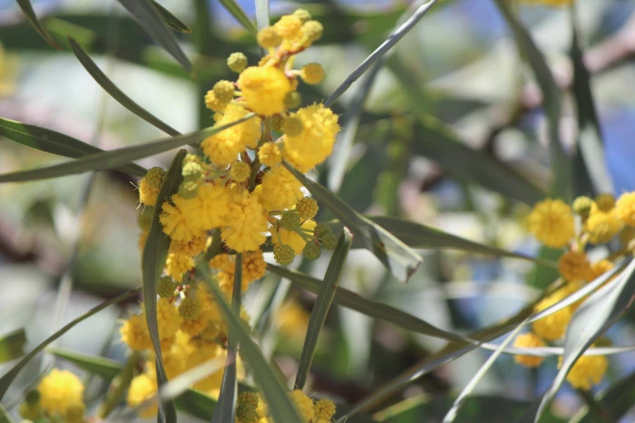 Acacia retinodes image