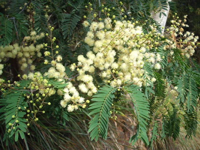 Acacia schinoides image