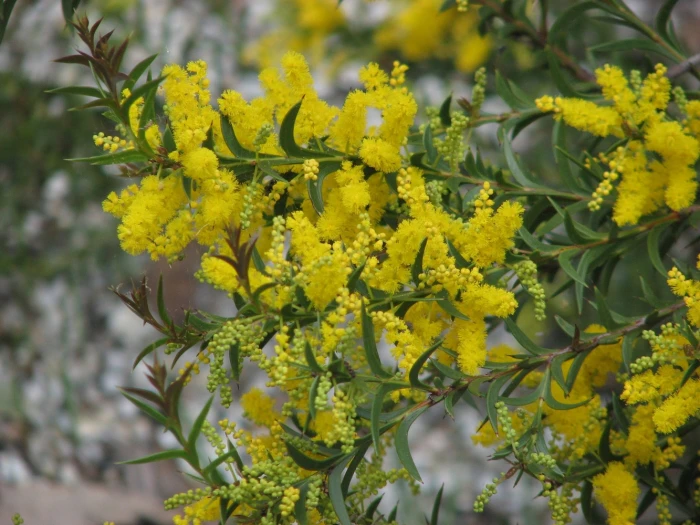 Acacia triptera image