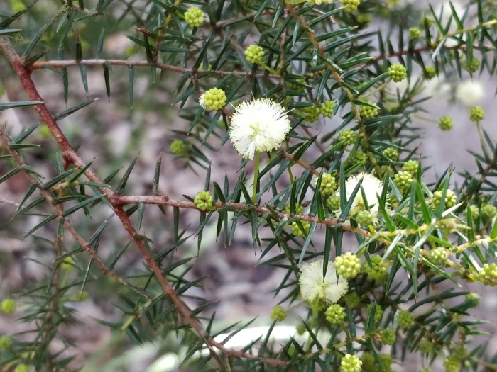 Acacia ulicifolia image