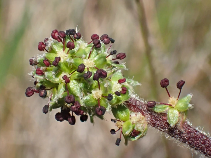 Acaena pinnatifida image
