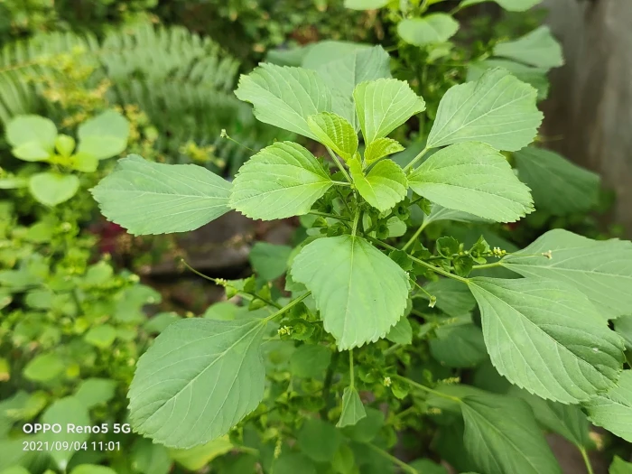 Acalypha indica image