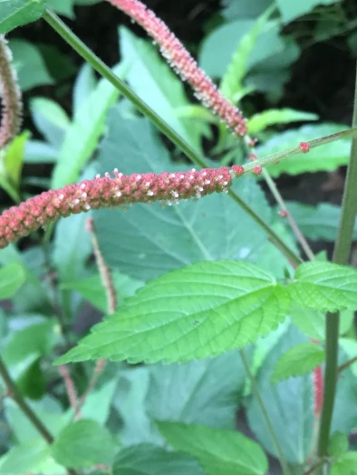 Acalypha mollis image