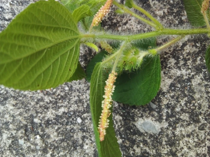 Acalypha poiretii image
