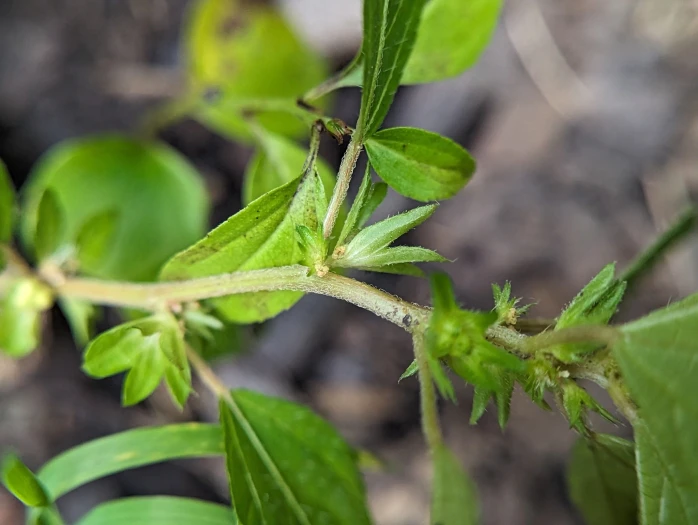 Acalypha virginica image
