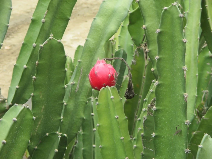 Acanthocereus tetragonus image