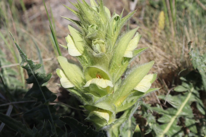 Acanthus hirsutus image