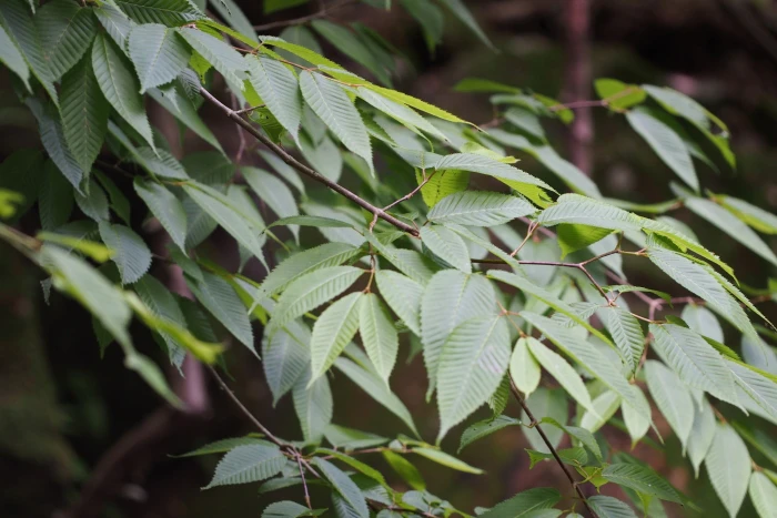 Acer carpinifolium image