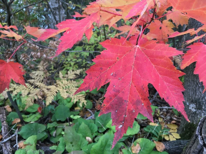 Acer ×freemanii image