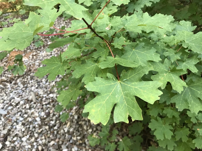 Acer grandidentatum image
