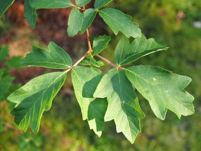 Acer griseum image