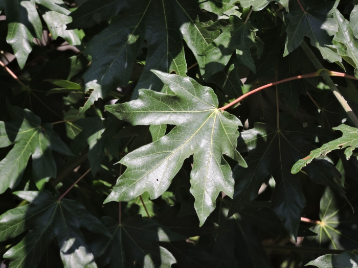Acer macrophyllum image
