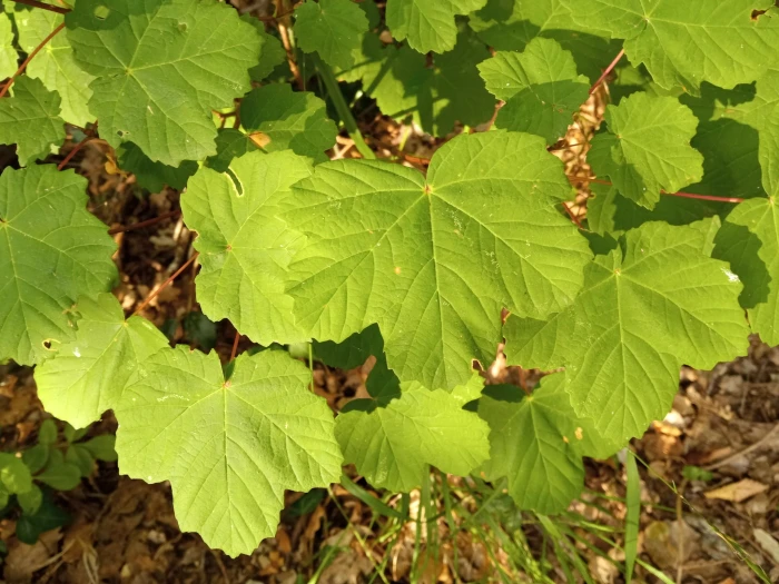 Acer opalus image