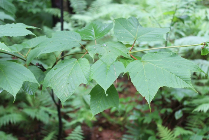 Acer pensylvanicum image