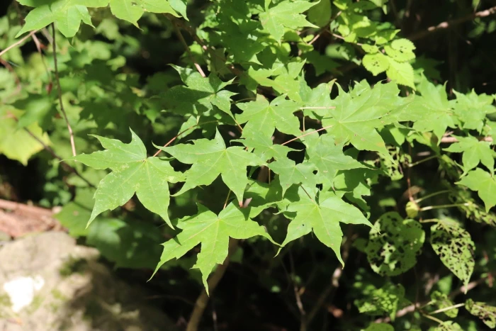 Acer pictum image