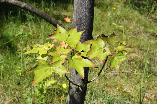Acer pictum subsp. mono image