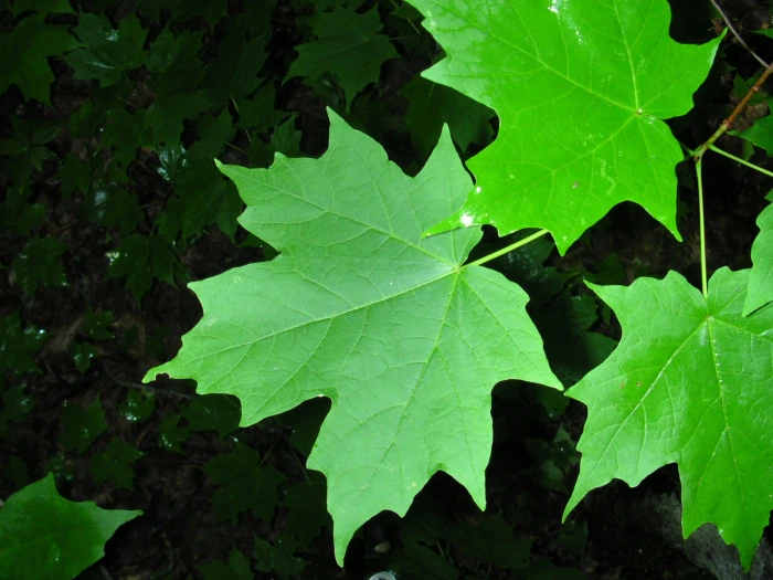 Acer saccharum image