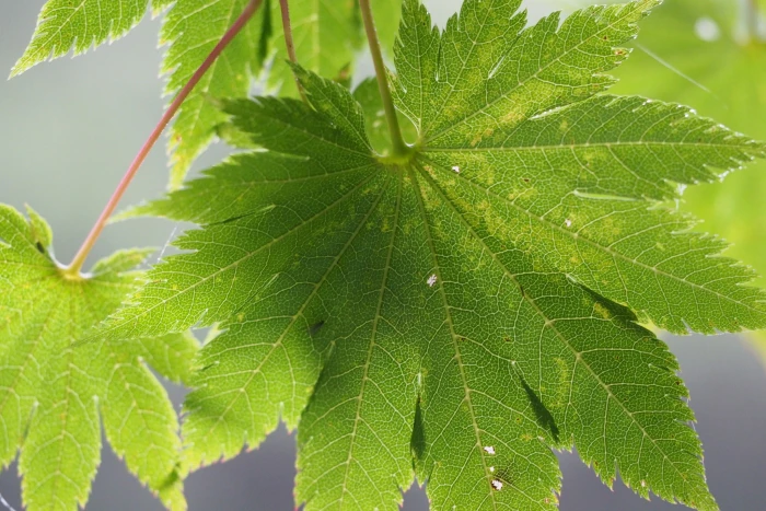 Acer shirasawanum image