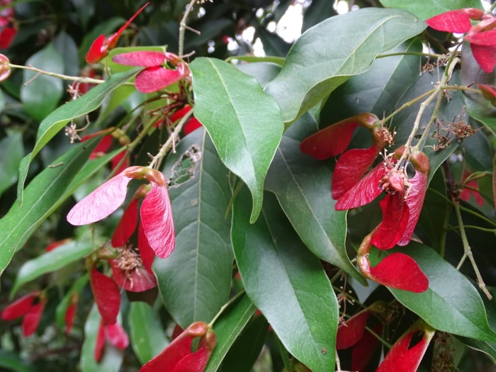 Acer sino-oblongum image
