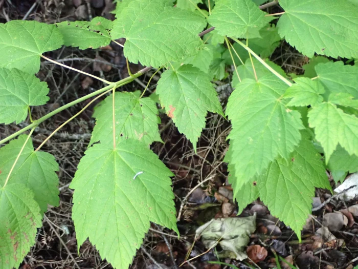 Acer spicatum image