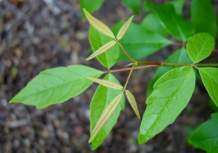 Acer triflorum image